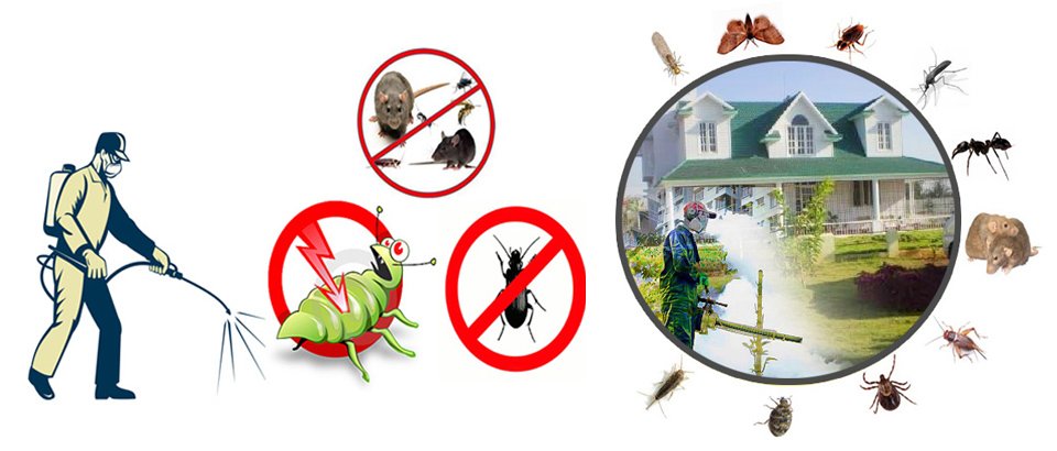 Pest Control Services in Kalyan | Star Link Pest Control