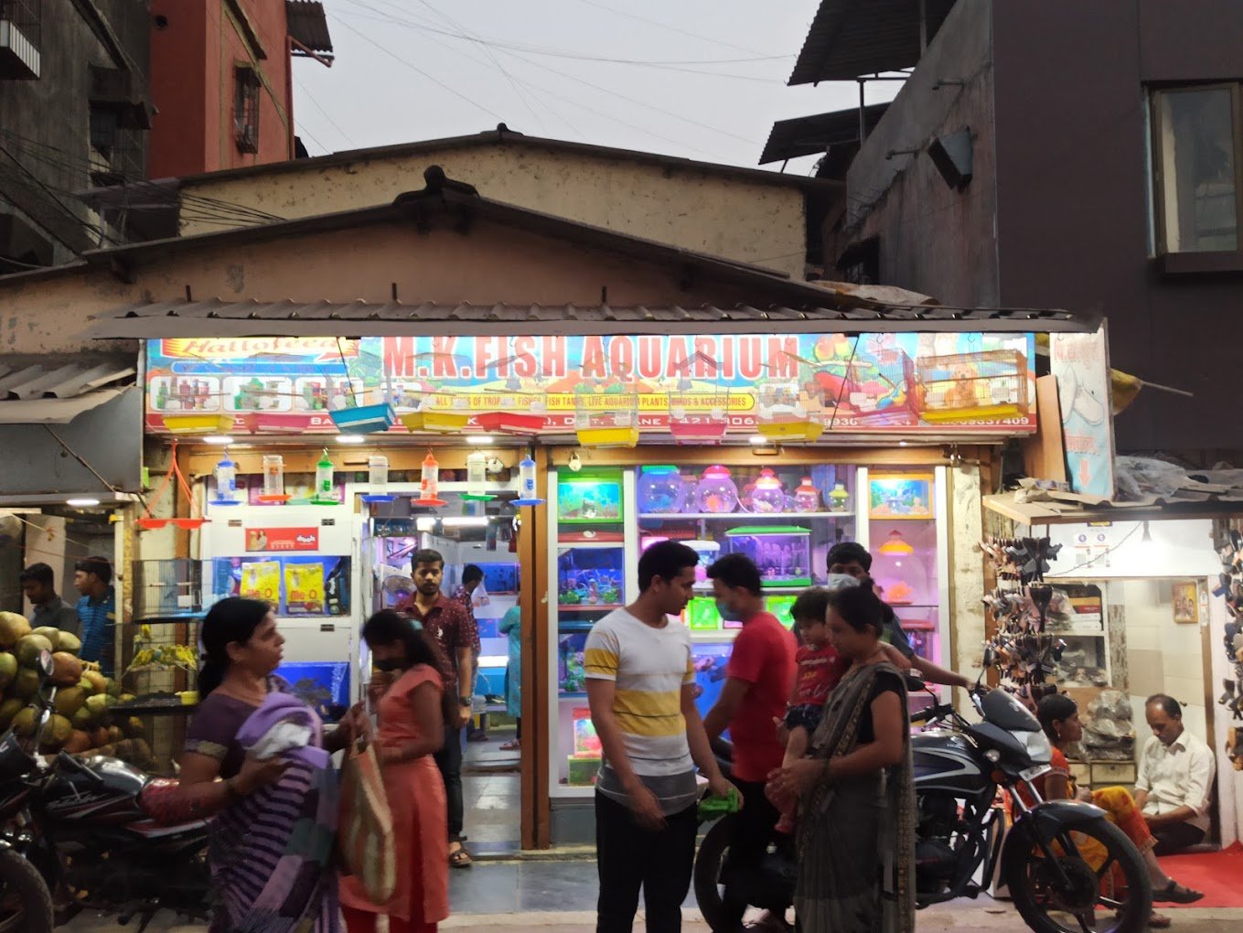 Pet Shop in Kalyan East | M.K.Fish Aquarium